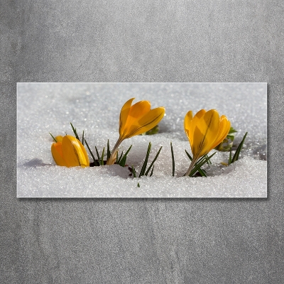 Tableau photo sur verre Crocus dans la neige