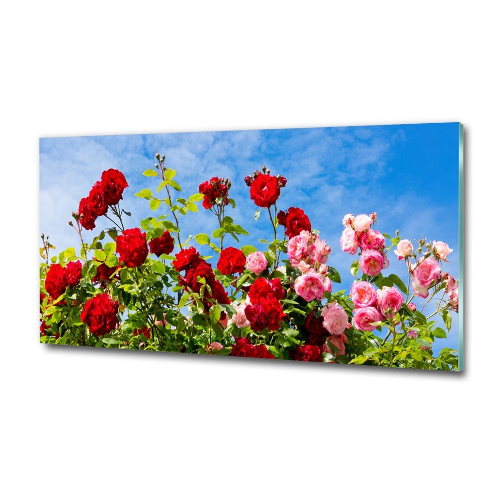 Tableau imprimé sur verre Roses sauvages