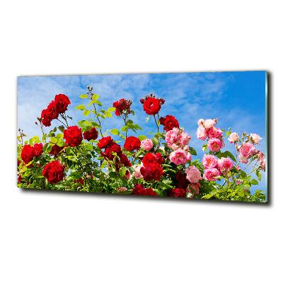 Tableau imprimé sur verre Roses sauvages