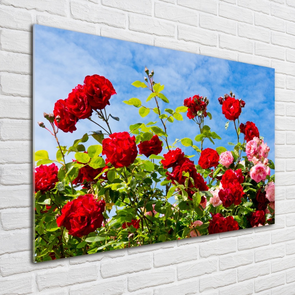 Tableau imprimé sur verre Roses sauvages