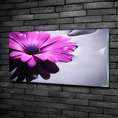 Tableau photo sur verre Gerbera