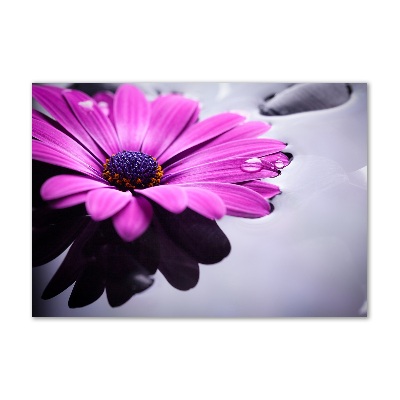 Tableau photo sur verre Gerbera