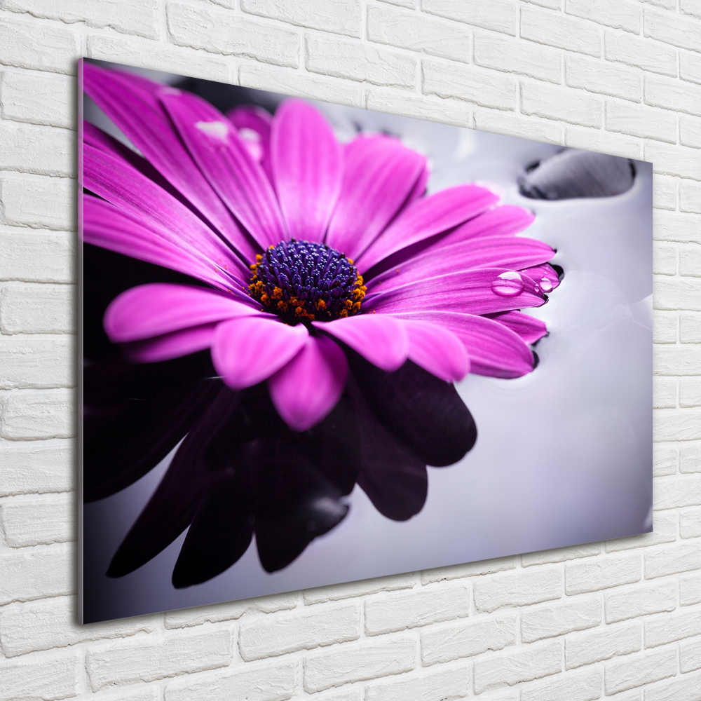 Tableau photo sur verre Gerbera