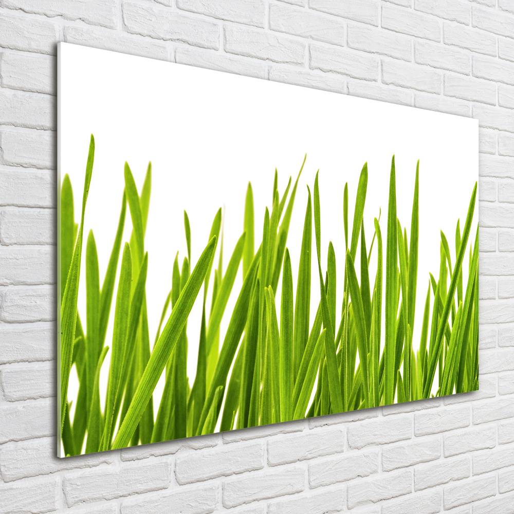 Tableau imprimé sur verre L'herbe