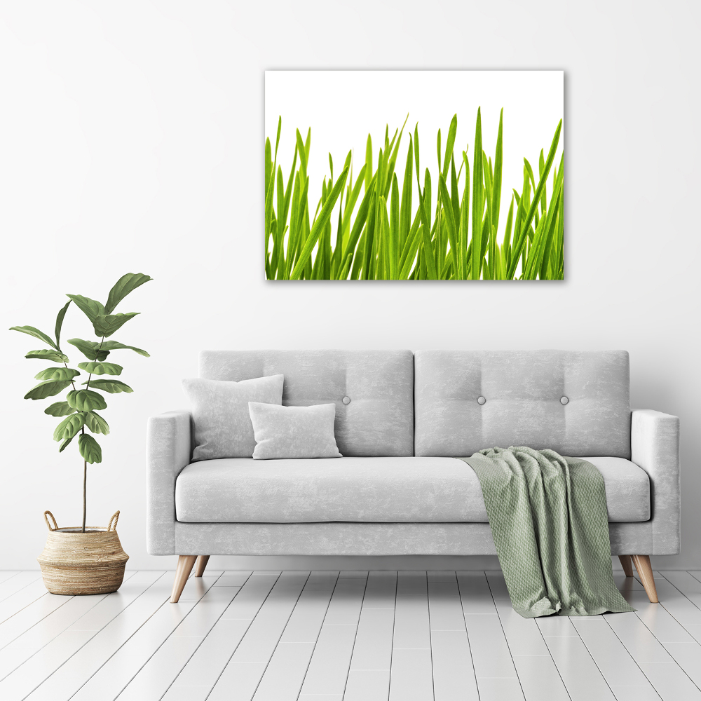 Tableau imprimé sur verre L'herbe