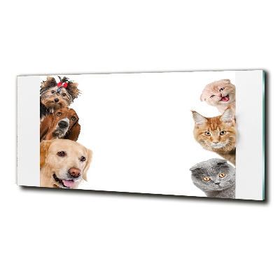 Tableau verre imprimé Chiens et chats