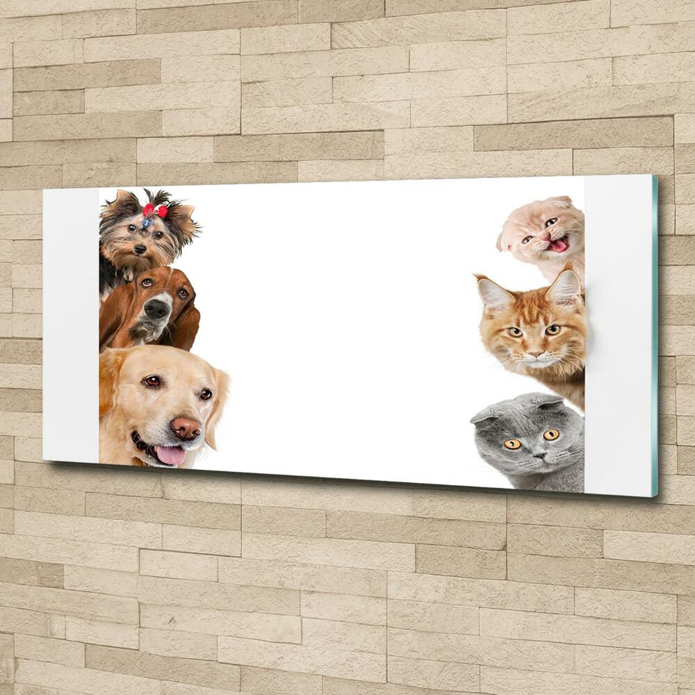 Tableau verre imprimé Chiens et chats