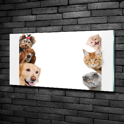 Tableau verre imprimé Chiens et chats