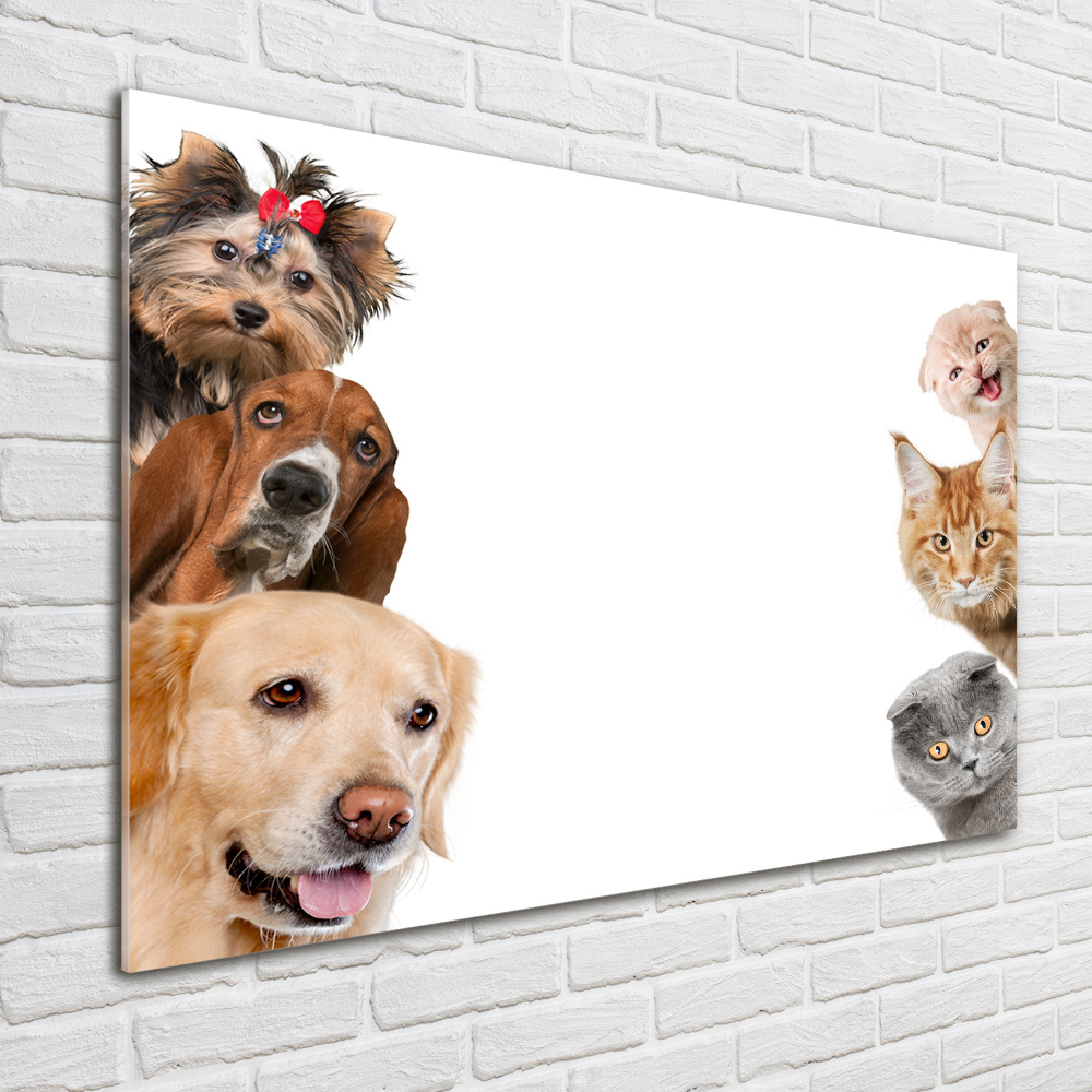 Tableau verre imprimé Chiens et chats