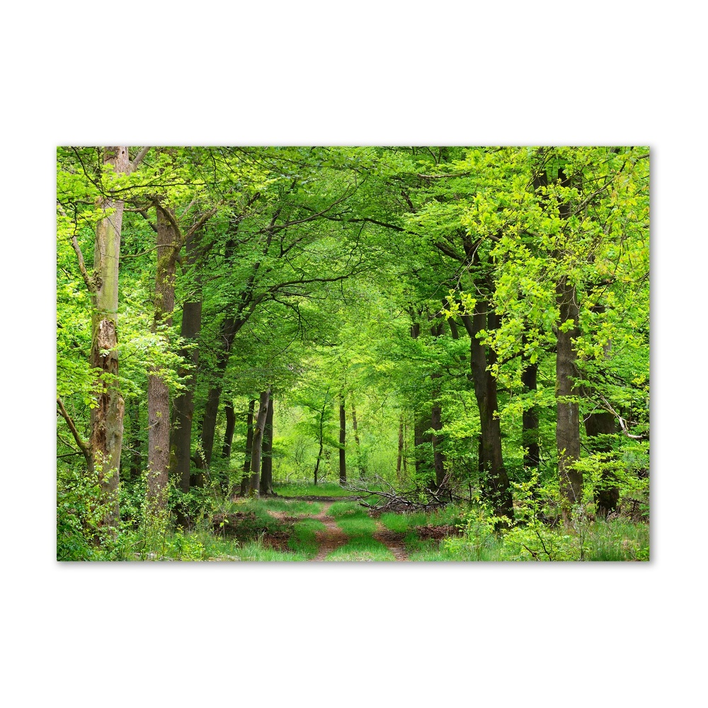 Tableau sur verre Forêt de printemps