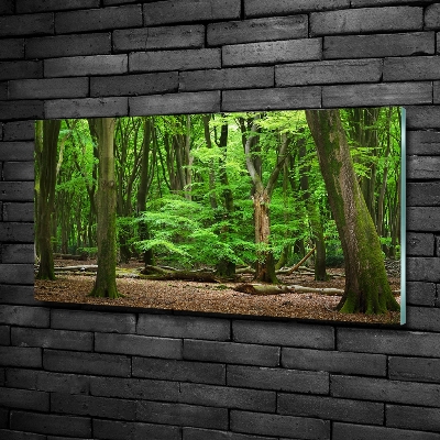 Tableau sur verre Forêt hollandaise