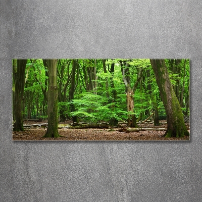 Tableau sur verre Forêt hollandaise