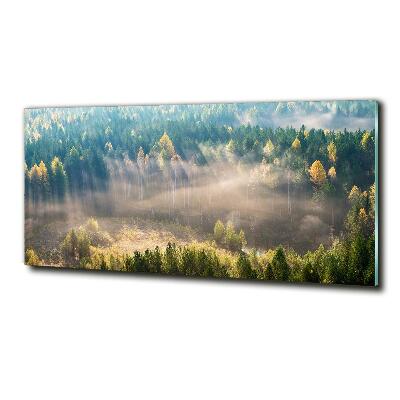 Tableau photo sur verre Le brouillard dans la forêt