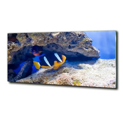 Tableau photo sur verre Poisson tropical