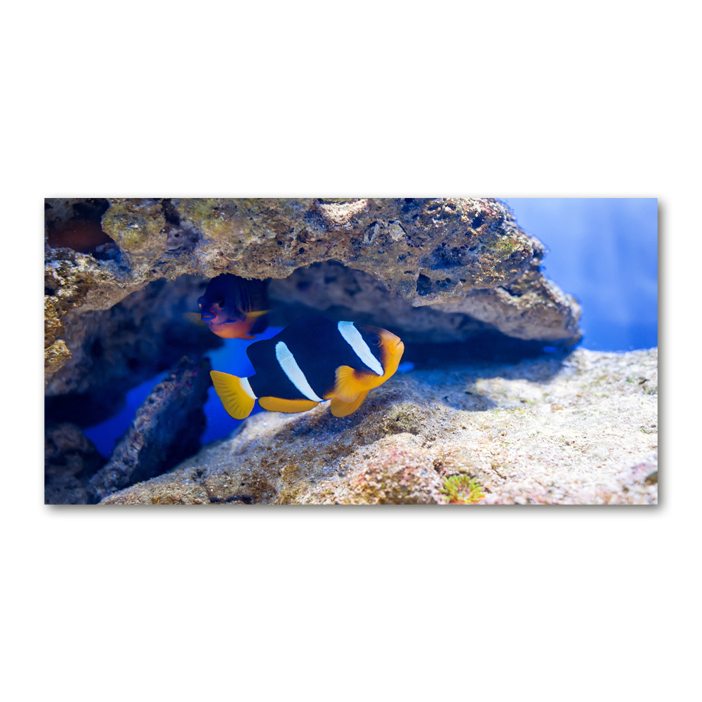 Tableau photo sur verre Poisson tropical