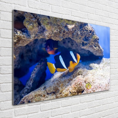 Tableau photo sur verre Poisson tropical