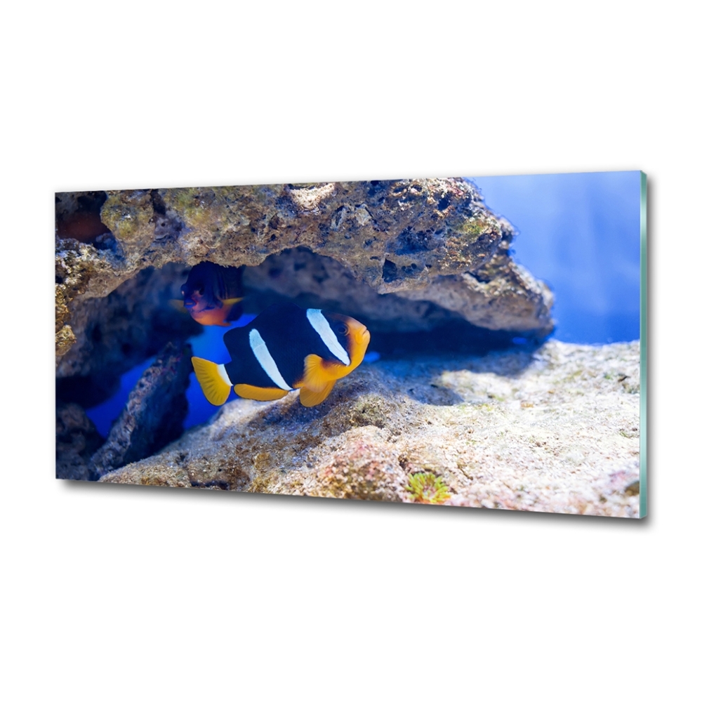 Tableau photo sur verre Poisson tropical