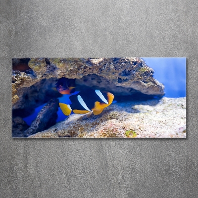 Tableau photo sur verre Poisson tropical