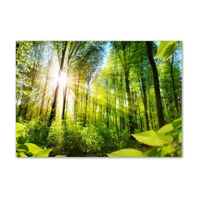 Tableau en verre La forêt sous le soleil