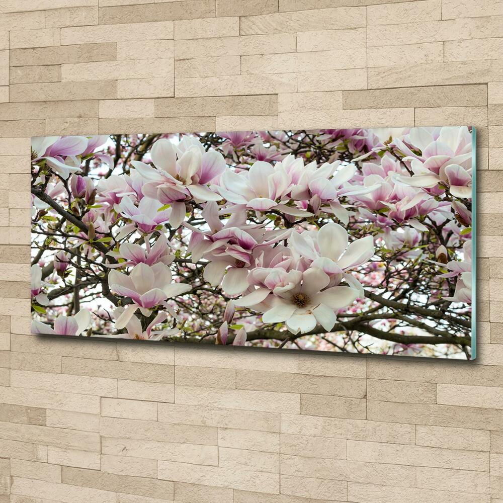 Tableau photo sur verre Fleurs de magnolia