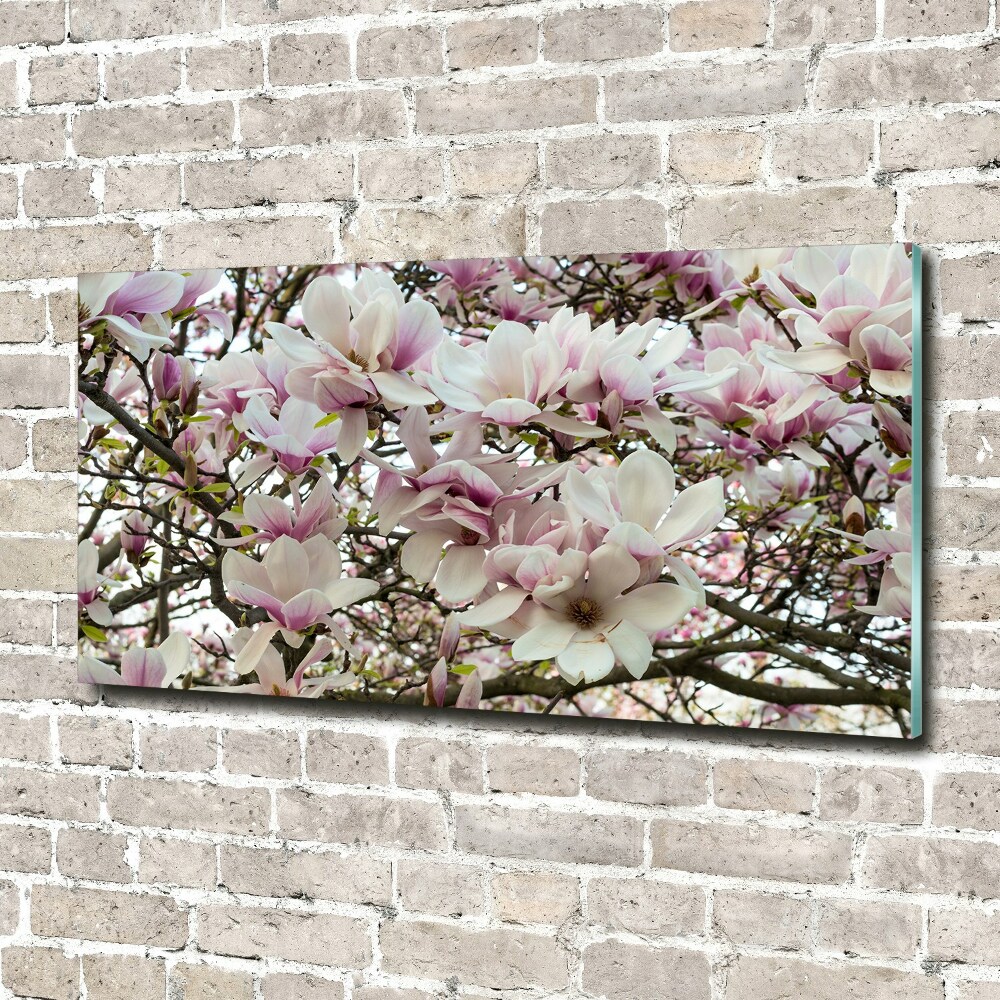 Tableau photo sur verre Fleurs de magnolia