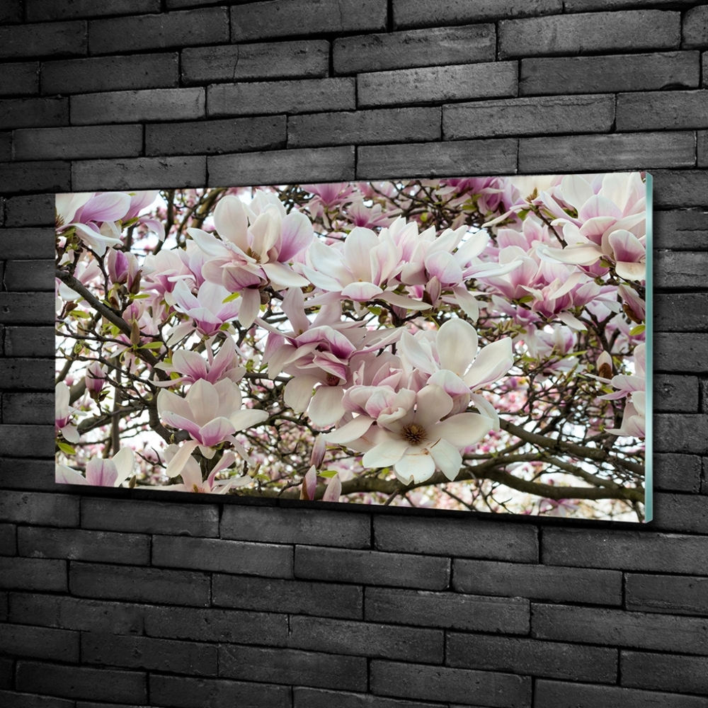 Tableau photo sur verre Fleurs de magnolia