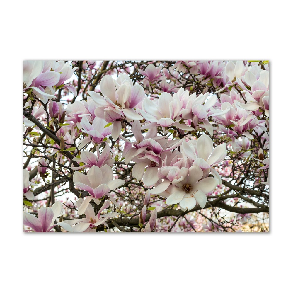 Tableau photo sur verre Fleurs de magnolia