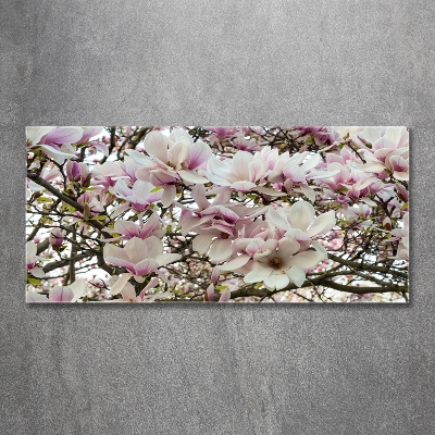 Tableau photo sur verre Fleurs de magnolia