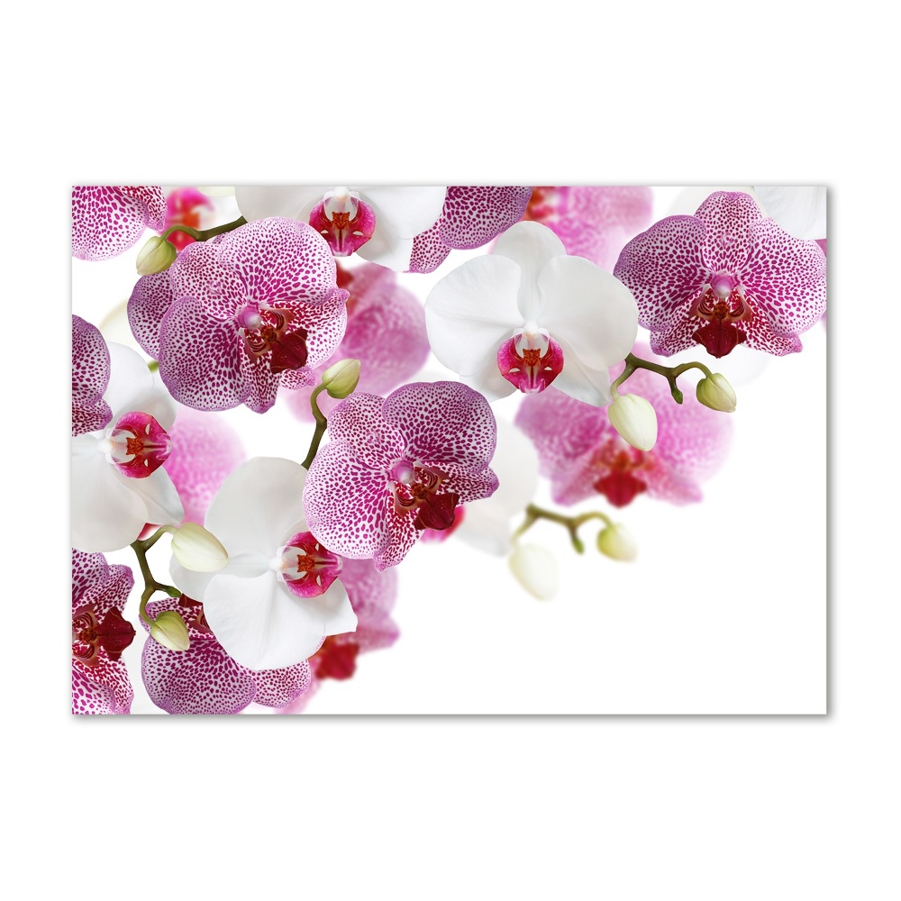 Tableau imprimé sur verre Orchidée plante