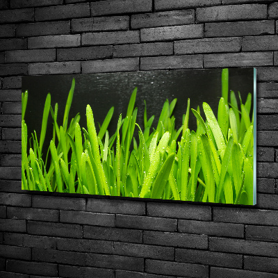 Tableau imprimé sur verre Herbe