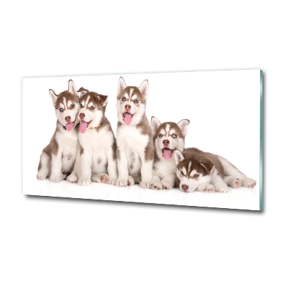 Tableau imprimé sur verre Chiots Husky