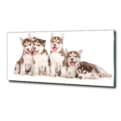 Tableau imprimé sur verre Chiots Husky