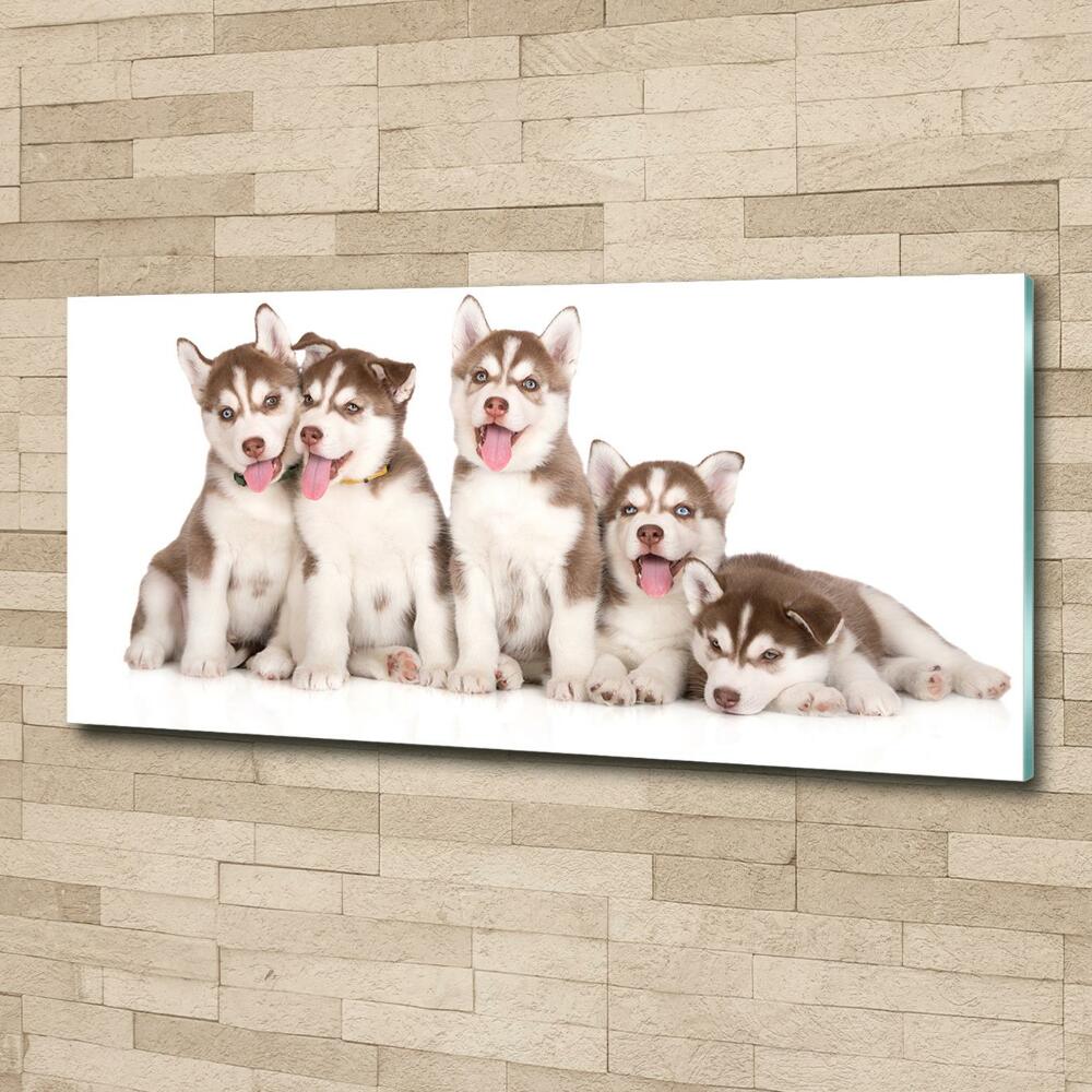 Tableau imprimé sur verre Chiots Husky