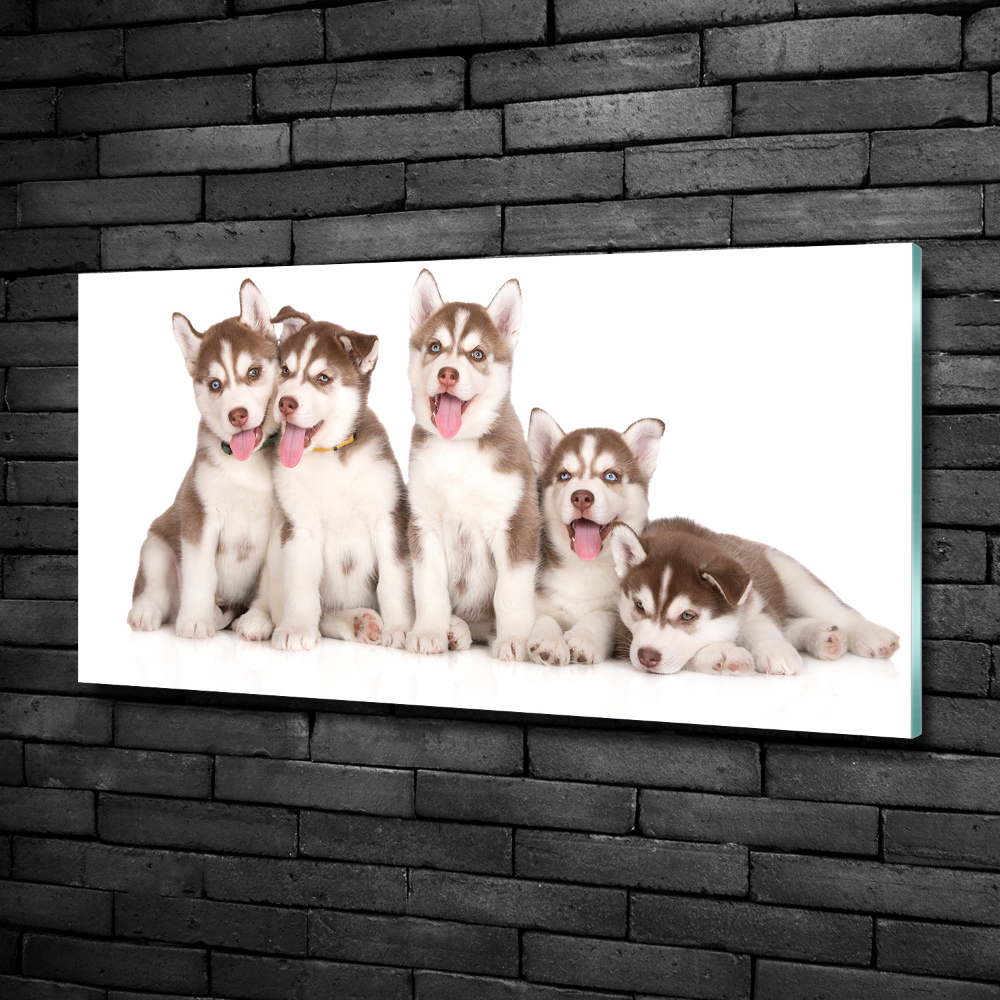 Tableau imprimé sur verre Chiots Husky