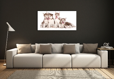 Tableau imprimé sur verre Chiots Husky