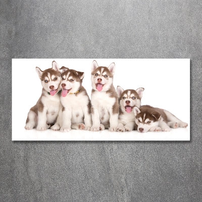 Tableau imprimé sur verre Chiots Husky