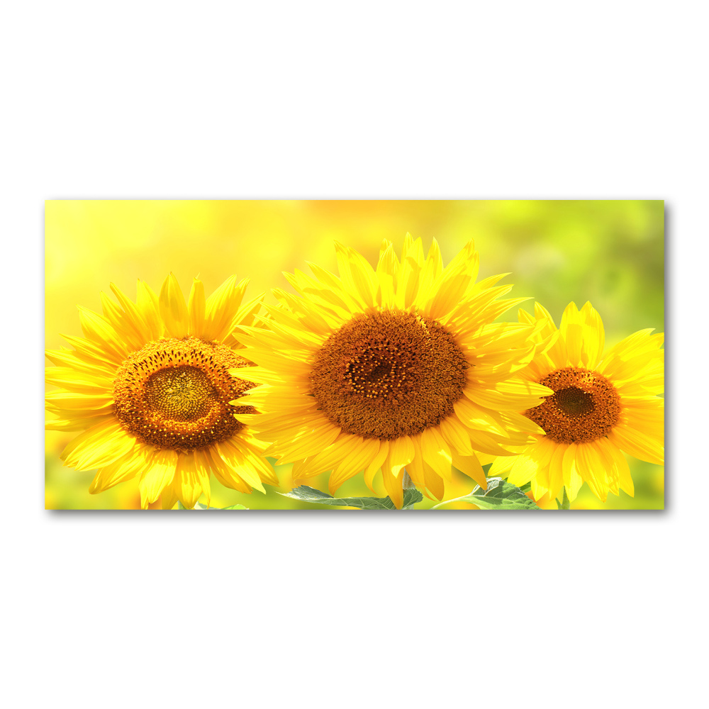 Tableau en verre Plante de tournesol