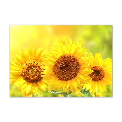 Tableau en verre Plante de tournesol