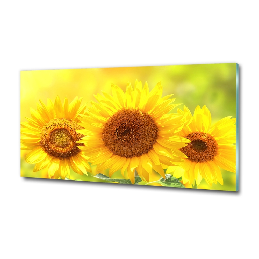 Tableau en verre Plante de tournesol