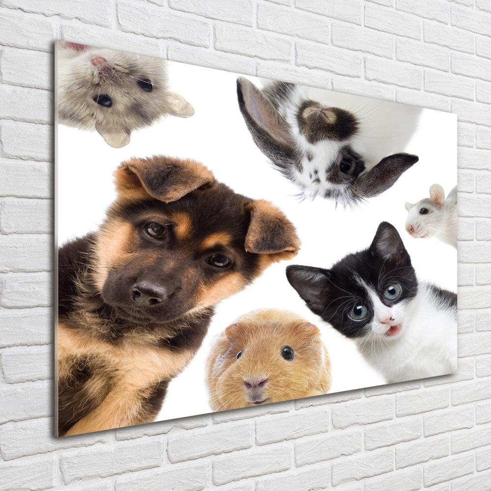 Tableau en verre Animaux de compagnie