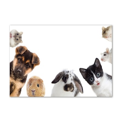 Tableau sur verre Animaux de compagnie