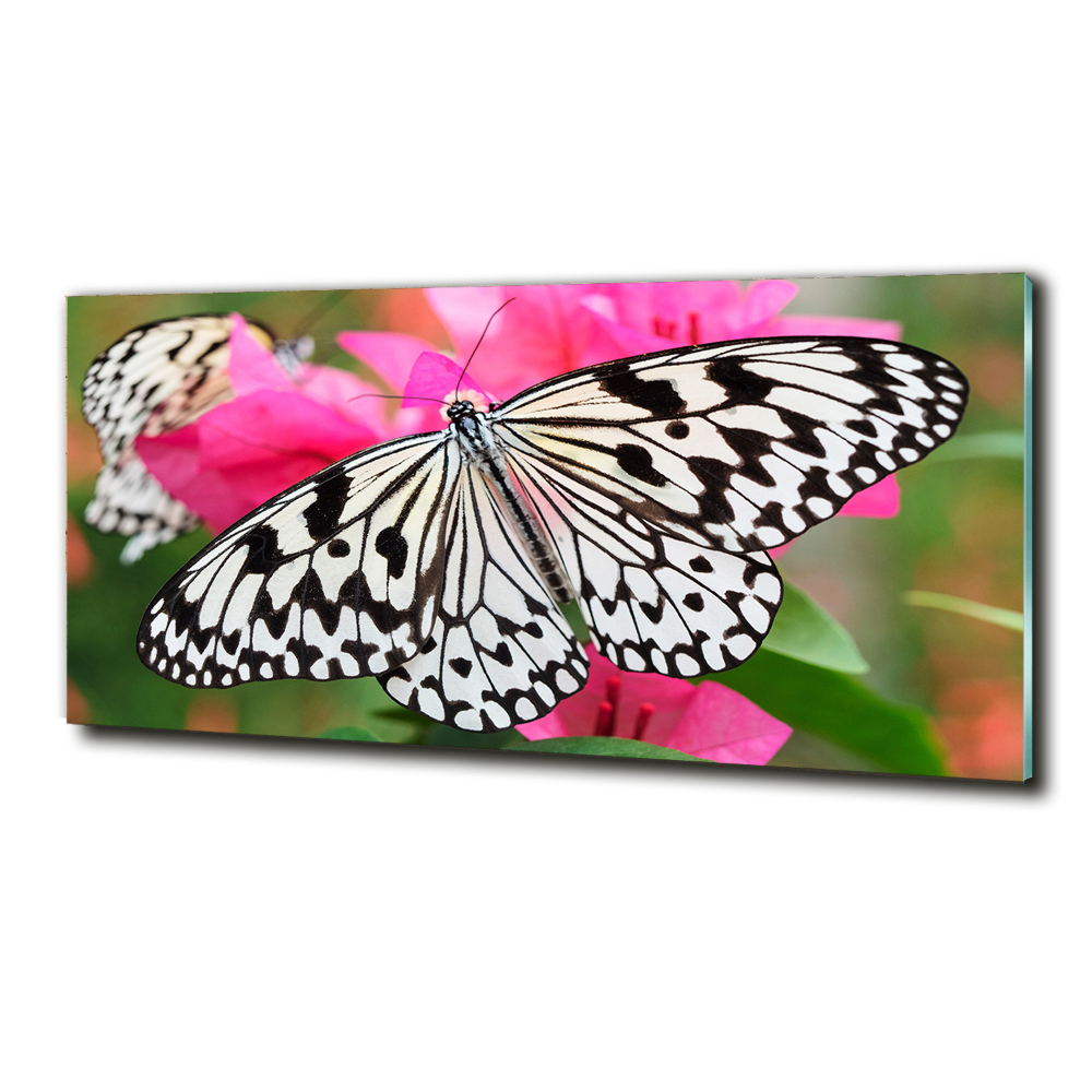 Tableau imprimé sur verre Papillon sur une fleur