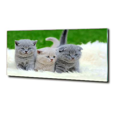 Tableau photo sur verre Trois chats sur une couverture