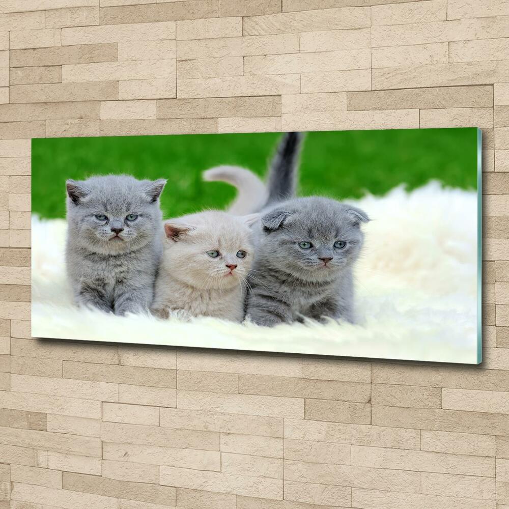 Tableau photo sur verre Trois chats sur une couverture