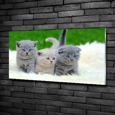 Tableau photo sur verre Trois chats sur une couverture