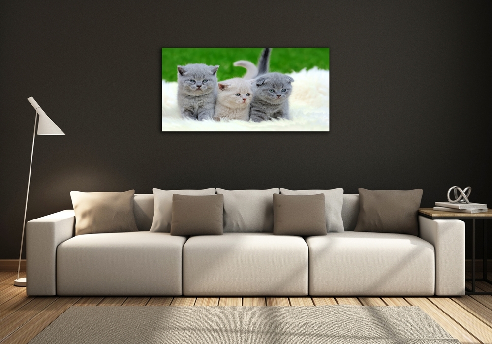 Tableau photo sur verre Trois chats sur une couverture