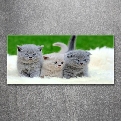 Tableau photo sur verre Trois chats sur une couverture