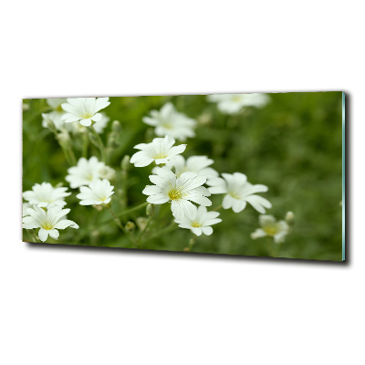 Tableau photo sur verre Fleurs de printemps