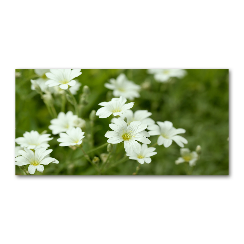 Tableau photo sur verre Fleurs de printemps