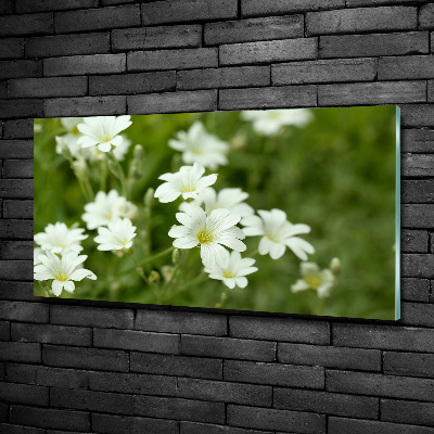 Tableau photo sur verre Fleurs de printemps